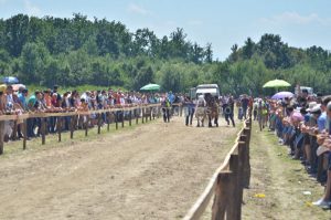 straparijada omarska 2016 (7)