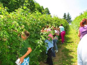 ZAVRŠENA BERBA MALINE: PRINOSI PREMAŠILI SVA OČEKIVANJA – FOTO
