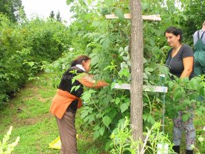 zavrsena berba malina (3)