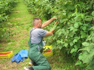 zavrsena berba malina (5)