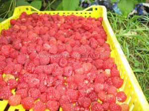 zavrsena berba malina (6)