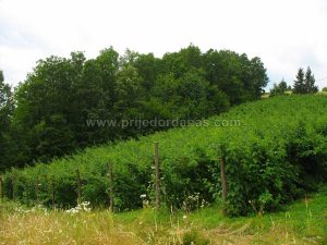 zavrsena berba malina (8)