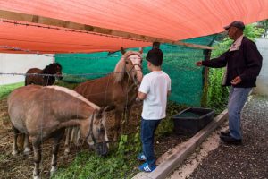 avaz-starine-sefik (4)