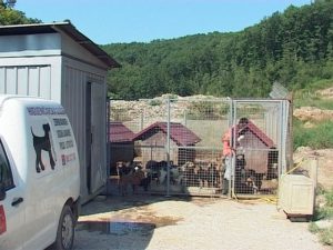 rtrs-povecan broj pasa lutalica