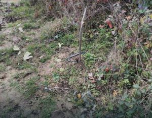 blic-zmija-cirkin-polje-1