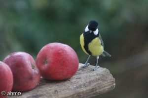 ahmet-residovic-lude-fotografije-10