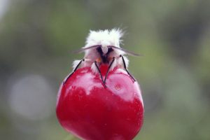 ahmet-residovic-lude-fotografije-12