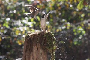 ahmet-residovic-lude-fotografije-14