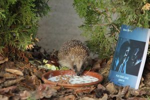 ahmet-residovic-lude-fotografije-15