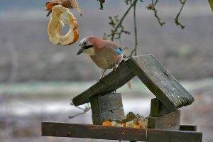 ahmet-residovic-lude-fotografije-16