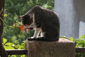 ahmet-residovic-lude-fotografije-17