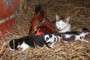 ahmet-residovic-lude-fotografije-18