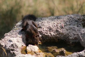 ahmet-residovic-lude-fotografije-19