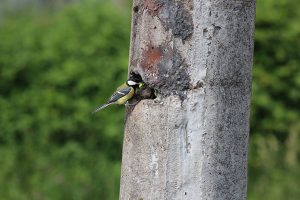 ahmet-residovic-lude-fotografije-20