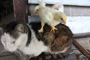 ahmet-residovic-lude-fotografije-21