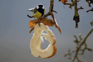 ahmet-residovic-lude-fotografije-22