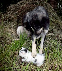 ahmet-residovic-lude-fotografije-23