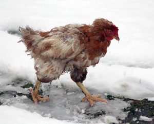 ahmet-residovic-lude-fotografije-24