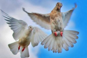 ahmet-residovic-lude-fotografije-25