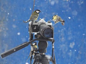 ahmet-residovic-lude-fotografije-5