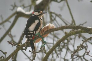 ahmet-residovic-lude-fotografije-7