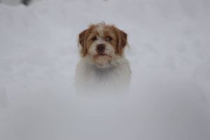 ahmet-residovic-lude-fotografije-8