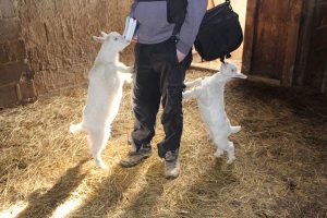 ahmet-residovic-lude-fotografije-9