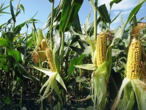 blic-post-na-internetu-1