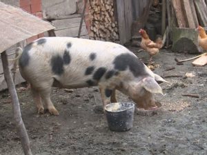 rtrs-ispravnost-mesa