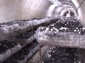 atv-sampinjoni-ljubija