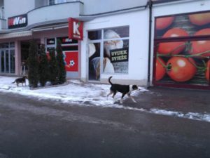 blic-psi lutalice-zivina (1)