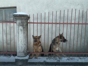 blic-psi lutalice-zivina (2)