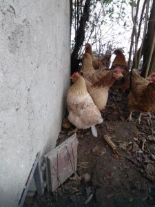 blic-psi lutalice-zivina (3)