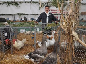 Prijedor-Završena Druga balkanska izložba sitnih životinja: Tuluske guske Jurija Sinjija najljepši eksponat  – FOTO