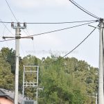 Društvo